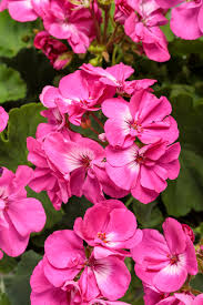 Image result for Pelargonium