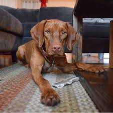 We are located in northern illinois and have been breeding and training bird dogs since the early 1990's. Pearly Bird Vizsla Vizslas Vizsladog Vizsladogs Vizslagram Dog Dogs Doggy Doggies Pup Pups Puppy Puppies Il Vizsla Dogs Vizsla Wirehaired Vizsla