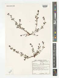 Image result for Pelargonium grossularioides