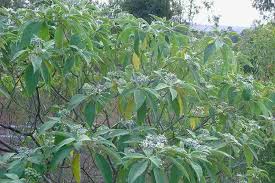 Image result for Solanum mauritianum