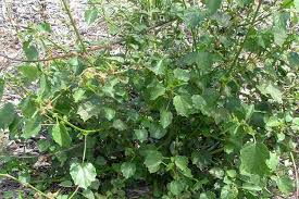 Image result for Hibiscus diversifolius