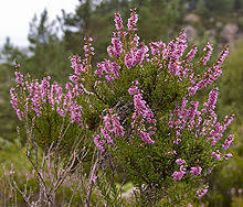 Heiß von hunderttausend kleinen bienelein wird umschwärmt, erika. Erika Song Wikipedia