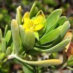 Image result for Suriana