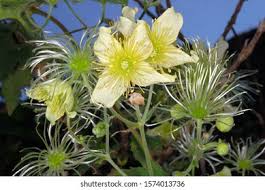 Image result for Clematis hirsuta