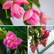 Plants that usually live in the rainforest, a tropical setting or. 9xzx4tpz8qetam