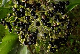 Image result for Premna serratifolia