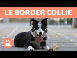 10 Races De Chien Faciles A Eduquer Obeissantes Et Faciles A Vivre Races De Chiens Chien Chien Colley
