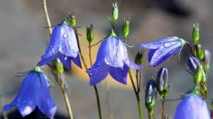 They flower best with a minimum of 6 hours of direct sun. Minnesota Wildflowers Image Gallery Owlcation