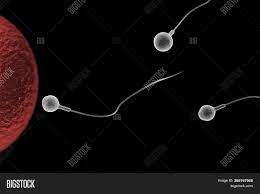 Swimming Sperm Race Image & Photo (Free Trial) | Bigstock