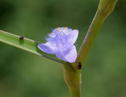 Image result for Cyanotis axillaris