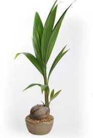 Costa Farms Coconut Palm Details Plants Palm House Plants Palm Plant