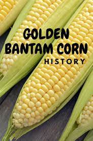 Learn Some Golden Bantam Corn History Gardening Know How S Blog Corn Bantam Glass Gem Corn