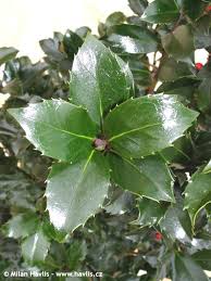 One of the hardiest of the blue hollies. Ilex X Meserveae Mesid Blue Maid Havlis Cz