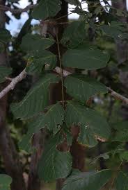 Image result for Millettia stuhlmannii