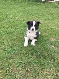 To keep the karelian bear dog in prime condition, he doesn't require much beyond regular weekly brushing and the occasional bath, as well as regular nail trimming, ear cleaning and teeth brushing. Karelian Bear Dog Puppy For Sale In Colville Wa Adn 36979 On Puppyfinder Com Gender Male Age 10 Weeks Old Karelian Bear Dog Puppies For Sale Puppies