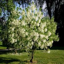 Image result for Chionanthus