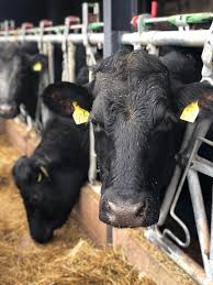 orderlivestock.com 