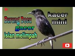 Download lagu mp3 & video: Terapi Decu Bahan Agar Cepat Ngeplong Youtube