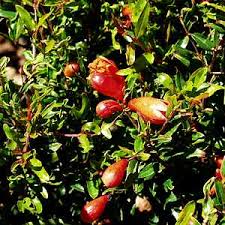 Image result for Punicaceae