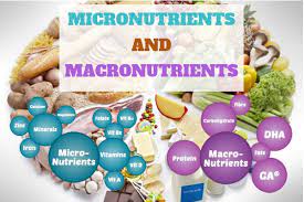 The caloric ratio pyramid™ the caloric ratio pyramid appears in every nd analysis, and also on nd's total consumption report. Importance Of Micronutrients And Macronutrients In Your Daily Diet Zheroz