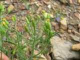 Image result for Senecio consanguineus
