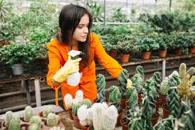 Cacti are amazing and unique plants, and they also need a specific watering regime. Free Photo Female Gardener In Workwear Spraying Water On Cactus Plants In Greenhouse
