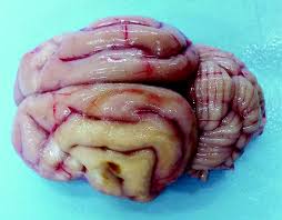Image result for cuterebriasis in dogs