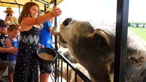 Chill with a kangaroo or tortoise or cuddle a piglet with our various petting zoos from the exotic, farm or little. Dutch Creek Farm Animal Park Shipshewana In 46565