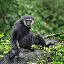 Unlike most gibbon species, müller's gibbon does not show sexual dimorphism. Muller S Bornean Gibbon Rainforest Animals Gibbon Primates