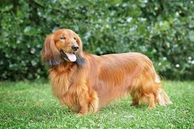 Even though these dogs are rather small, they have a long lifespan. Life Expectancy Of Dogs By Breed Pet Ponder