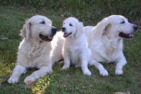 Browse photos and descriptions of 1000 of michigan golden retriever puppies of many breeds available right now! The Subtle Differences Between Male And Female Golden Retrievers That You Didn T Know About Official Golden Retriever