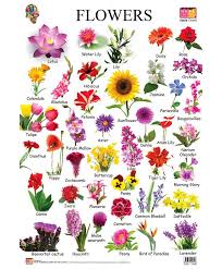 Common Flower Types English Vocabulary Flower Names