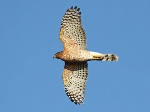 Cooper's Hawk Identification, All About Birds, Cornell Lab of Ornithology