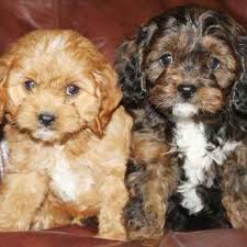 Cavapoo is a hybrid breed from the cross between the cavalier spaniel and the poodle. Pin On Dogs