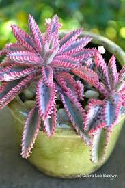 Kalanchoe Daigremontiana Cactus Y Suculentas Suculentas Plantas Crasas