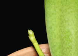 Phalaenopsis swan orchid plant, purple orchid, special lux orchid in the uk. Why Do Orchids Have Sluggish Leaves What To Do If The Leaves Of The Phalaenopsis Orchid Fade The Main Causes Of Wilting What To Do If Leaves Fade