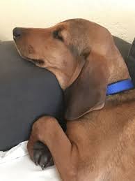 Dachshund mix breed info and dachshund mixed puppies for sale pa ny nj md de ri ct va dc. Rhodesian Ridgeback Dachshund Mix Puppies Off 76 Www Usushimd Com