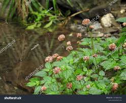 Image result for Lecanthus peduncularis