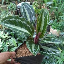 Kita tak perlu bingung lagi, mencari tempat jual bibit tanaman. Jual Tanaman Hias Calatea Silverback Tanaman Calathea Tempat Teduh Shopee Indonesia