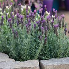 Image result for Lavandula
