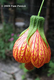 Image result for Abutilon longicuspe