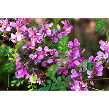Image result for Indigofera lydenburgensis