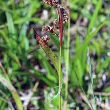 Image result for Juncaceae