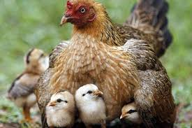 Qué razas de gallinas son las mejores madres?
