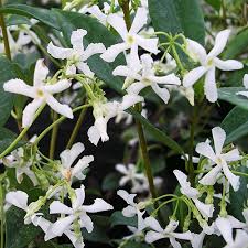 Star jasmine has small, glossy green leaves that are evergreen in warm climates. Giftaplant Scented Star Jasmine