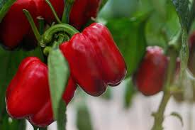 Check spelling or type a new query. Growing Peppers 10 Tips For A Thriving Garden Back To The Roots Blog