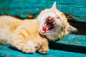 Just in the last couple weeks she's been fussy about her food, chewing dry (rx) kibble but not wet food except to lick the juice. Six Things You Need To Know About Your New Kitten S Teeth Tippvet