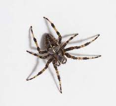 Maybe you would like to learn more about one of these? All Houston Pest Control Inc Home Facebook