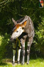 Okapis Are Notoriously Shy Creatures They Have Excellent Camouflage Which Keeps Them Hidden In Dark Forests And Use Their B Rainforest Animals Animals Okapi