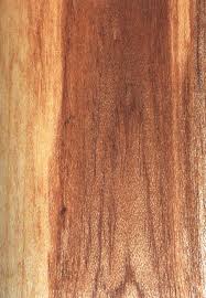 Image result for Cordia alliodora